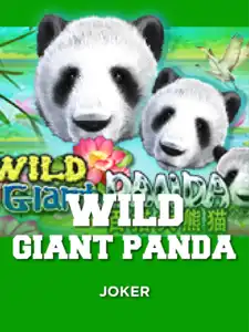 Wild Giant Panda